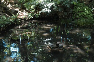 Special Green Space Conservation Area (Benzaiten Pond, etc.)