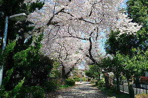 野川緑地公園